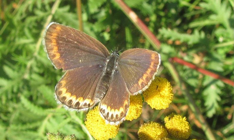 Lycaenidae da determinare